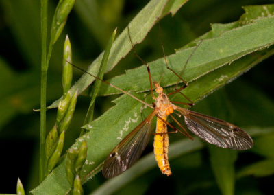Cranefly with Mites