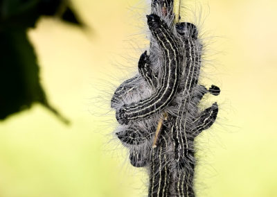 Datana Caterpillars of Datana Moth that Feeds on Members of the Walnut Family