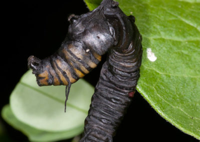 Dead Monarch Caterpillar