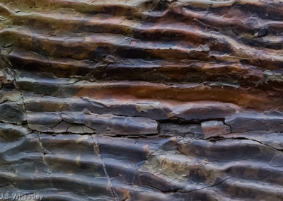 Devonian Mudflat Close Up