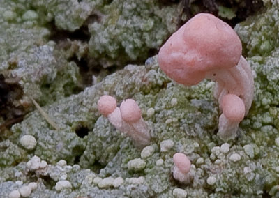 Dibaeis Baeomyces (Pink Earth Lichen) 2