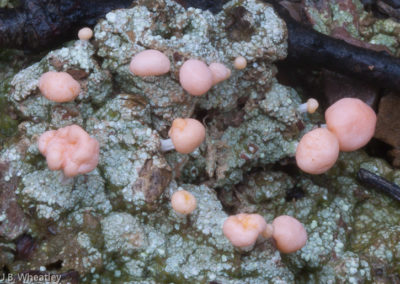 Dibaeis Baeomyces (Pink Earth Lichen)