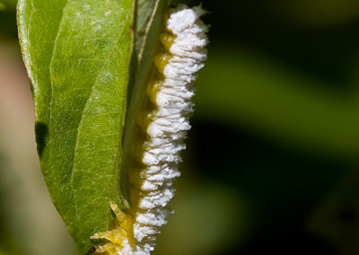 Dogwood Sawfly Larvae (Macremphytus Tarsatus)