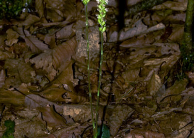 Downy Rattlesnake Plaintain (goodyera Pubescens)