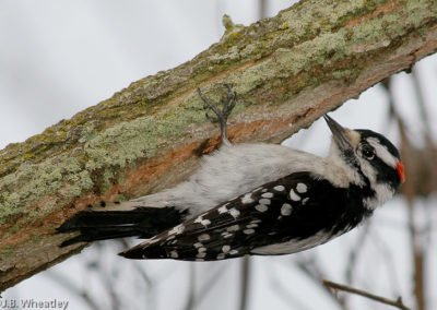 Downy Woodpecker with Barring on Outer White Tailfeathers