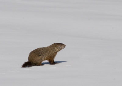 Groundhog Looking for Food Where Snow Melted