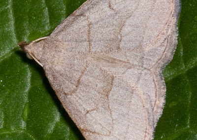 Early Zanclognatha Cruralis: Caterpillars Feed on Dead Leaves