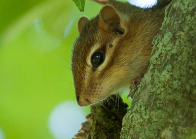 Eastern Chipmunk Climbing a Tree