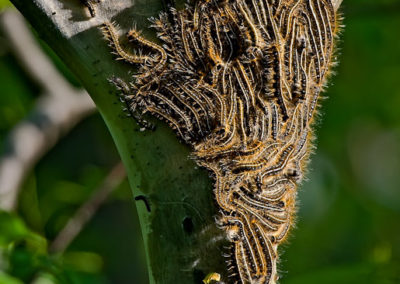 Eastern Tent Caterpillars (Malacosoma Americanum)