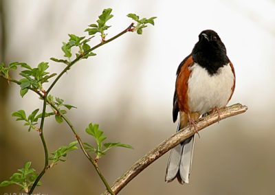 Eastern Towhee Male Sings from Exposed Perch
