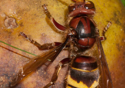 European Hornet (Vespa Crabro): Twice the Size of a Yellowjacket with a Terrific Sting