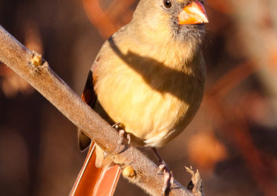 Muted but Exquisite Female Cardinal