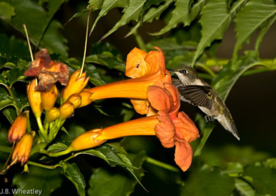 Female Ruby-Throated Hummingbird Feeding on Trumpet Creeper