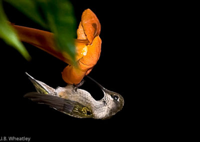 Female Ruby-Throated Hummingbird Hanging on Trumpet Creeper Flower