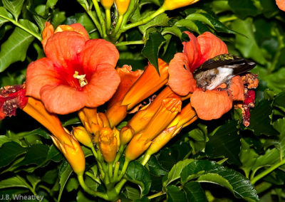 Ruby-Throated Hummingbird Inside Trumpet Creeper Flower