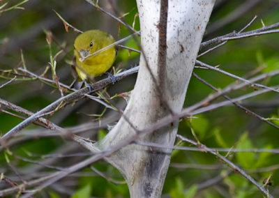 Female Scarlet Tanager Pulling Nest Material