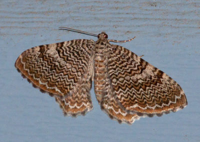 Ferguson’s Scallop Shell Moth (Rheumaptera Prunivorata)