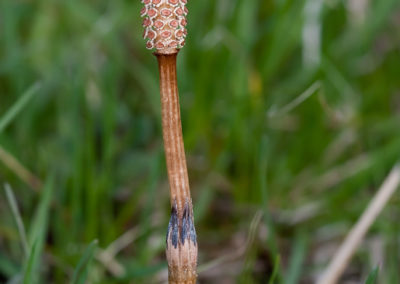 Field Horsetail (Equisetum Arvense): Fertile Stem