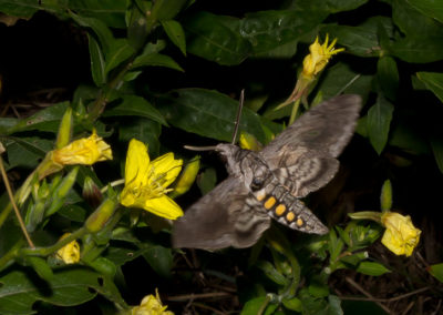 Five-Spotted Hawkmoth (Manduca Quinquemaculata)