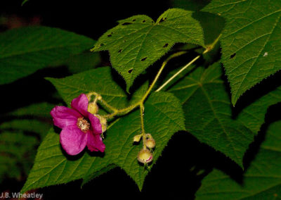 Flowering Raspberry (Rubus Ordoratus)