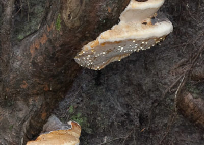 Fomitopsis Pinicola on Wind-Thrown Pine