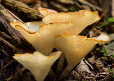 Forest Funnel Cap