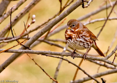 Fox Sparrow in Early Spring