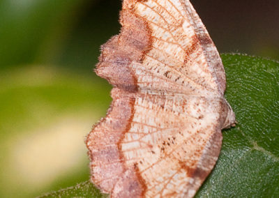 Friendly Probole (Probole Amicaria): Very Common Summer Moth, Not Particularly Noticeable