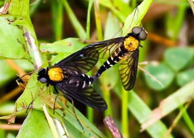 Gold-Backed Snipe Flies Mating