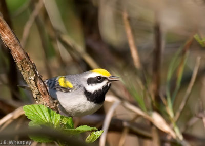 Golden-Winged Warbler Uncommon Local Breeder Found in Wet Clearings