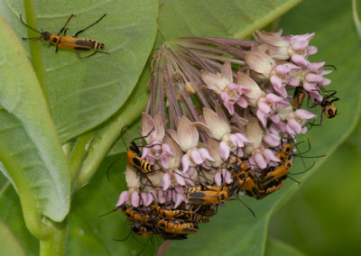 Goldenrod Soldier Beetles (Chauliognathus Pensylvanicus) Feeding on Milkweed