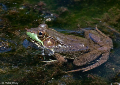 Green Frog (Rana Clamitans)
