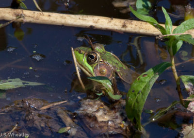 Green Frog (Rana Clamitans) 2