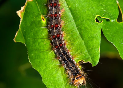 Gypsy Moth Caterpillar 2