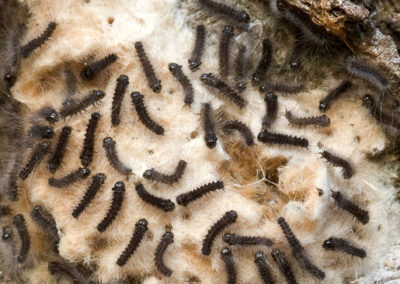 Hatching Gypsy Moth Egg Mass (Up to 1500 Eggs Per Mass)