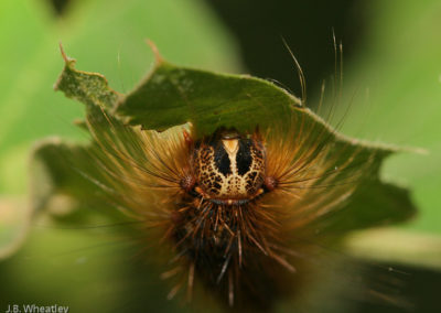 Gypsy Moth Larvae