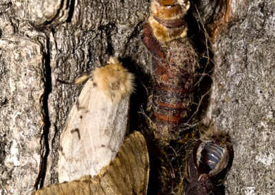 Gypsy Moth (Lymantria Dispar) Mating with Partially Emerged Female Above