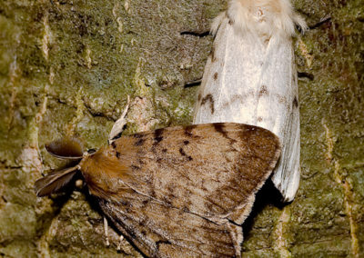 Gypsy Moth (Lymantria Dispar) Mating Pair: Female is Flightless
