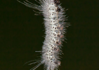 Hickory Tussock Moth Hairs Have Been Known to Cause a Rash