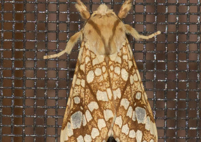 Hickory Tussock Moth (Lophocampa Caryae) on Window Screen