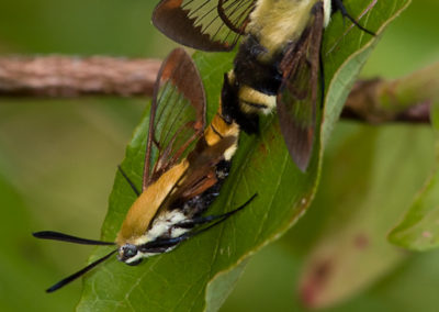 Hummingbird Clearwing (Hemaris Thysbe): Mating Pair
