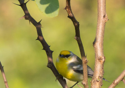 Hybrid Golden-Winged Warblers and Blue-Winged Warblers Hybridize then back cross