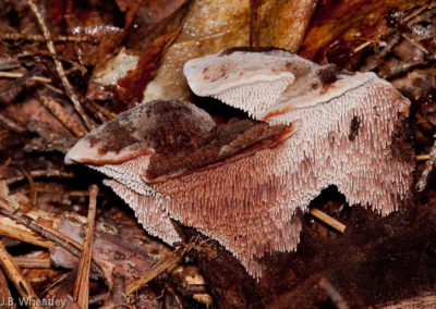 Hydnellum Spongiosipes (Velvet Tooth Fungus) 2
