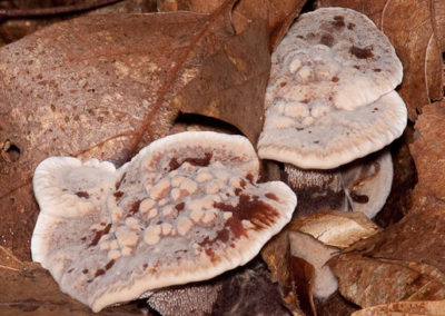 Hydnellum Spongiosipes (Velvet Tooth Fungus)