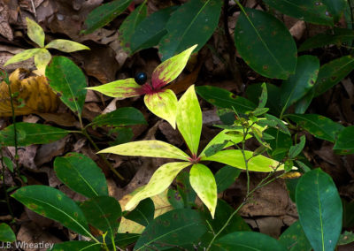 Indian Cucumber Root (Medeoloa Virginiana) in Fall