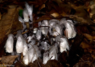 Indian Pipes (Monotropa Uniflora)