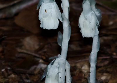 Indian Pipes (Monotropa Uniflora) 2