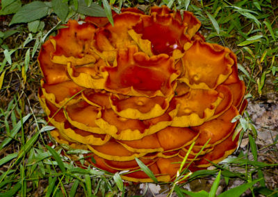 Jack-O’-Lantern Mushroom (Omphalotus Olearius) 3