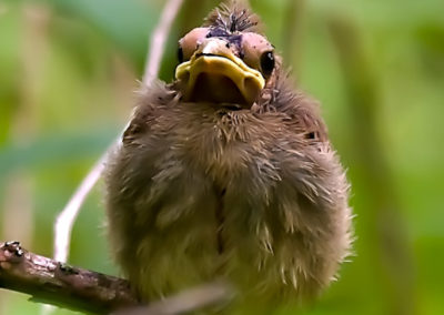 Juvenile Cardinal: So Ugly it’s Cute!