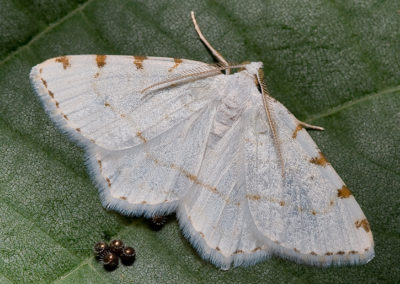Lesser Maple Spanworm Moth (Speranza Pustularia) with Four Eggs